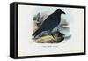 Raven, 1863-79-Raimundo Petraroja-Framed Stretched Canvas