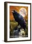 Raven and Moon - Savannah, GA-Lantern Press-Framed Art Print
