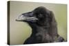 Raven at Hallo Bay in Katmai National Park-Paul Souders-Stretched Canvas