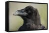 Raven at Hallo Bay in Katmai National Park-Paul Souders-Framed Stretched Canvas
