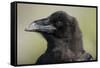 Raven at Hallo Bay in Katmai National Park-Paul Souders-Framed Stretched Canvas