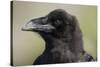 Raven at Hallo Bay in Katmai National Park-Paul Souders-Stretched Canvas