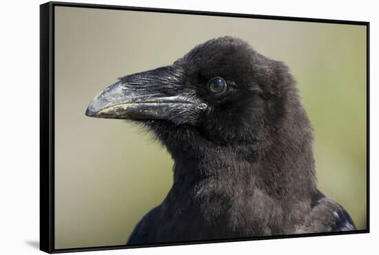 Raven at Hallo Bay in Katmai National Park-Paul Souders-Framed Stretched Canvas