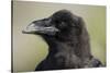 Raven at Hallo Bay in Katmai National Park-Paul Souders-Stretched Canvas