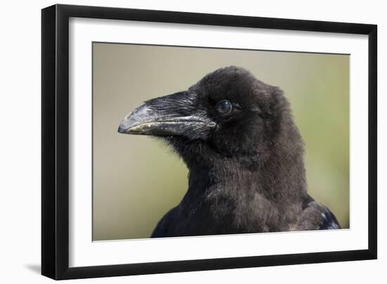 Raven at Hallo Bay in Katmai National Park-Paul Souders-Framed Photographic Print