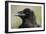 Raven at Hallo Bay in Katmai National Park-Paul Souders-Framed Photographic Print