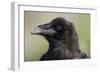 Raven at Hallo Bay in Katmai National Park-Paul Souders-Framed Photographic Print