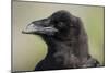 Raven at Hallo Bay in Katmai National Park-Paul Souders-Mounted Photographic Print