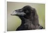 Raven at Hallo Bay in Katmai National Park-Paul Souders-Framed Photographic Print