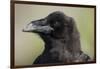 Raven at Hallo Bay in Katmai National Park-Paul Souders-Framed Photographic Print