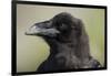 Raven at Hallo Bay in Katmai National Park-Paul Souders-Framed Photographic Print