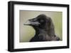 Raven at Hallo Bay in Katmai National Park-Paul Souders-Framed Photographic Print