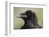 Raven at Hallo Bay in Katmai National Park-Paul Souders-Framed Photographic Print