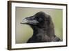 Raven at Hallo Bay in Katmai National Park-Paul Souders-Framed Photographic Print