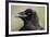 Raven at Hallo Bay in Katmai National Park-Paul Souders-Framed Photographic Print