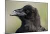 Raven at Hallo Bay in Katmai National Park-Paul Souders-Mounted Photographic Print