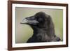 Raven at Hallo Bay in Katmai National Park-Paul Souders-Framed Photographic Print