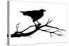 Raven Bird Silhouette-Cattallina-Stretched Canvas