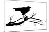 Raven Bird Silhouette-Cattallina-Mounted Art Print