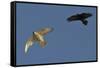 Raven (Corvus Corax) Mobbing Gyrfalcon (Falco Rusticolus)-Staffan Widstrand-Framed Stretched Canvas