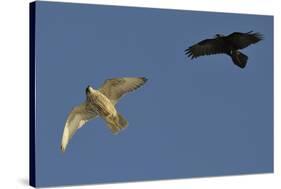 Raven (Corvus Corax) Mobbing Gyrfalcon (Falco Rusticolus)-Staffan Widstrand-Stretched Canvas