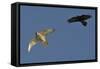 Raven (Corvus Corax) Mobbing Gyrfalcon (Falco Rusticolus)-Staffan Widstrand-Framed Stretched Canvas