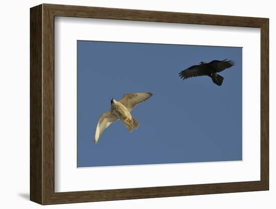 Raven (Corvus Corax) Mobbing Gyrfalcon (Falco Rusticolus)-Staffan Widstrand-Framed Photographic Print