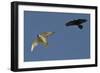 Raven (Corvus Corax) Mobbing Gyrfalcon (Falco Rusticolus)-Staffan Widstrand-Framed Photographic Print