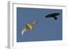 Raven (Corvus Corax) Mobbing Gyrfalcon (Falco Rusticolus)-Staffan Widstrand-Framed Photographic Print