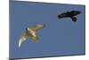 Raven (Corvus Corax) Mobbing Gyrfalcon (Falco Rusticolus)-Staffan Widstrand-Mounted Photographic Print