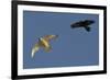 Raven (Corvus Corax) Mobbing Gyrfalcon (Falco Rusticolus)-Staffan Widstrand-Framed Photographic Print