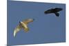 Raven (Corvus Corax) Mobbing Gyrfalcon (Falco Rusticolus)-Staffan Widstrand-Mounted Photographic Print