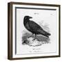 Raven (Corvus Corax) Perching on a Rock-null-Framed Photographic Print