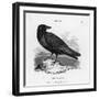 Raven (Corvus Corax) Perching on a Rock-null-Framed Photographic Print