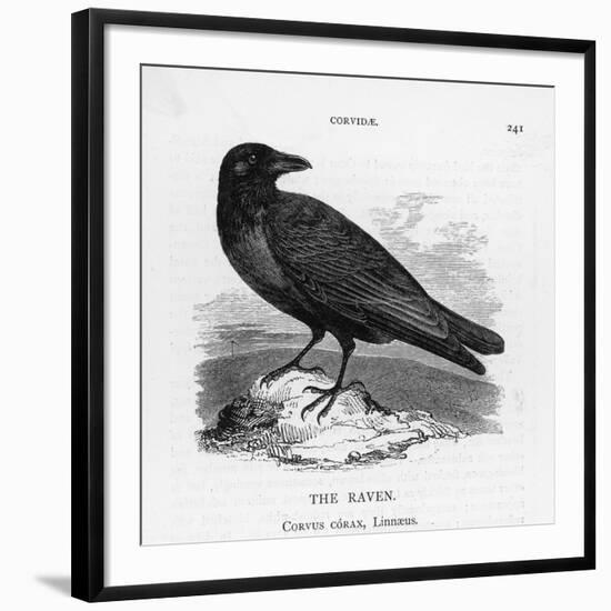 Raven (Corvus Corax) Perching on a Rock-null-Framed Photographic Print