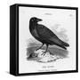 Raven (Corvus Corax) Perching on a Rock-null-Framed Stretched Canvas