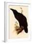 Raven, Corvus Corax-Edward Lear-Framed Giclee Print