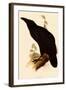 Raven, Corvus Corax-Edward Lear-Framed Giclee Print