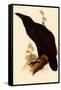 Raven, Corvus Corax-Edward Lear-Framed Stretched Canvas