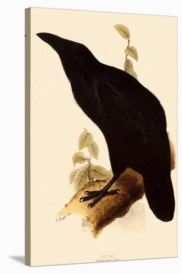 Raven, Corvus Corax-Edward Lear-Stretched Canvas