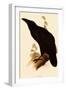 Raven, Corvus Corax-Edward Lear-Framed Giclee Print