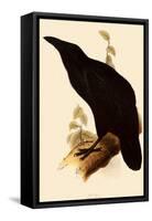 Raven, Corvus Corax-Edward Lear-Framed Stretched Canvas