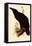 Raven, Corvus Corax-Edward Lear-Framed Stretched Canvas