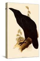 Raven, Corvus Corax-Edward Lear-Stretched Canvas