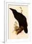 Raven, Corvus Corax-Edward Lear-Framed Giclee Print