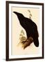 Raven, Corvus Corax-Edward Lear-Framed Giclee Print