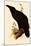 Raven, Corvus Corax-Edward Lear-Mounted Giclee Print