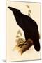 Raven, Corvus Corax-Edward Lear-Mounted Giclee Print