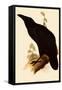 Raven, Corvus Corax-Edward Lear-Framed Stretched Canvas