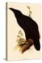 Raven, Corvus Corax-Edward Lear-Stretched Canvas